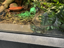 breda_25_024 - 364 kb - 1024x768 - Chinese Water Dragons at the lower floor of the Reptielenhuis De Aarde zoo Chinese Water Dragons at the lower floor of the Reptielenhuis De Aarde zoo