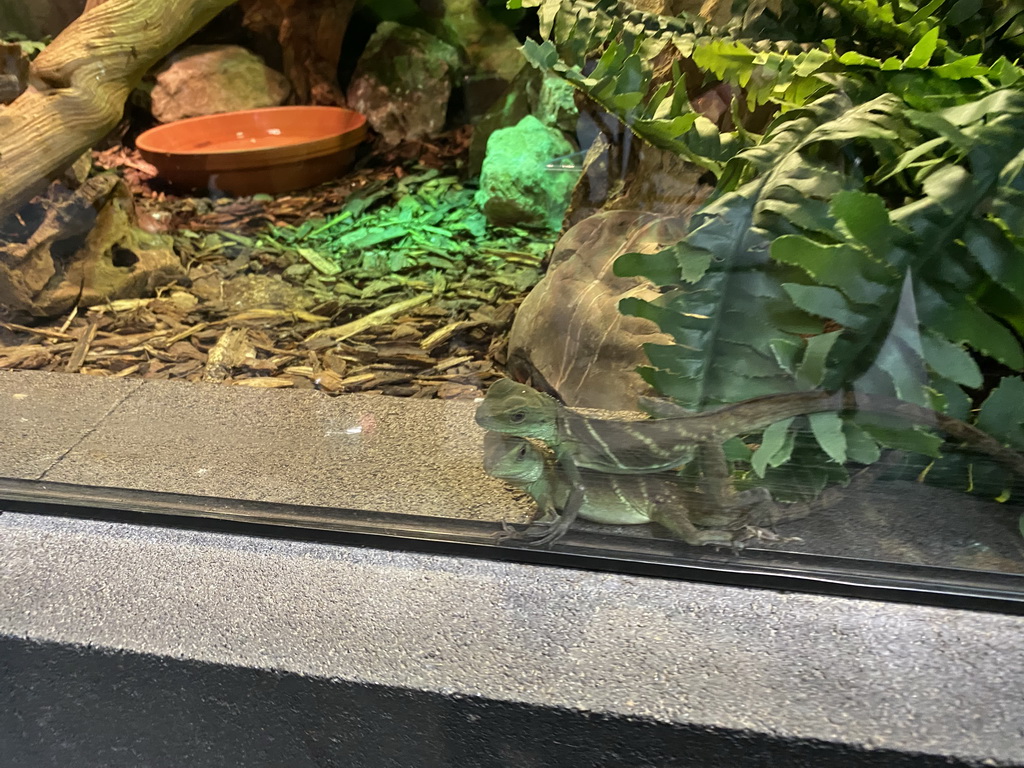 Chinese Water Dragons at the lower floor of the Reptielenhuis De Aarde zoo