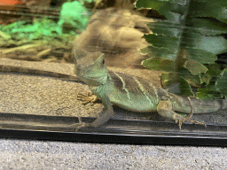 Chinese Water Dragon at the lower floor of the Reptielenhuis De Aarde zoo