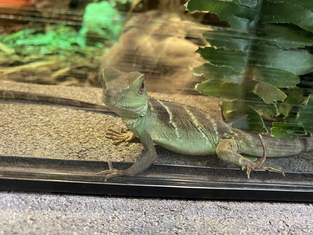 Chinese Water Dragon at the lower floor of the Reptielenhuis De Aarde zoo