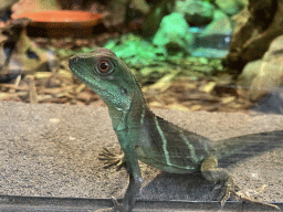 Chinese Water Dragon at the lower floor of the Reptielenhuis De Aarde zoo