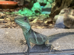 Chinese Water Dragon at the lower floor of the Reptielenhuis De Aarde zoo