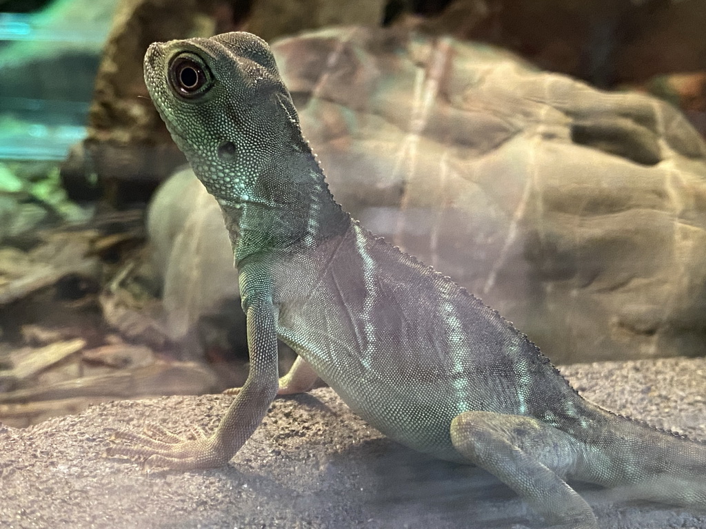 Chinese Water Dragon at the lower floor of the Reptielenhuis De Aarde zoo