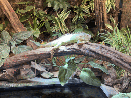 Green Iguana at the lower floor of the Reptielenhuis De Aarde zoo