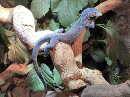 Blue-spotted Tree Monitor at the upper floor of the Reptielenhuis De Aarde zoo