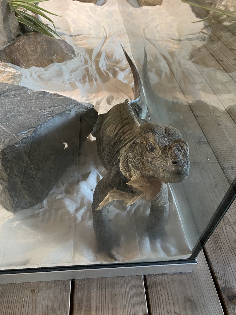 Rhinoceros Iguana at the upper floor of the Reptielenhuis De Aarde zoo