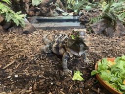 Mexican Spiny-tailed Iguana eating at the lower floor of the Reptielenhuis De Aarde zoo