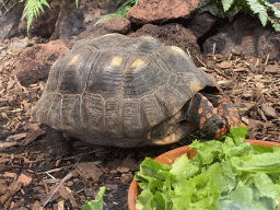 Red-footed Tortoise eating at the lower floor of the Reptielenhuis De Aarde zoo