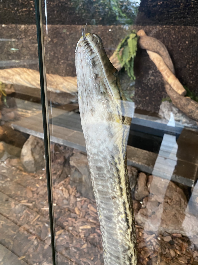 Head of a Reticulated Python at the upper floor of the Reptielenhuis De Aarde zoo