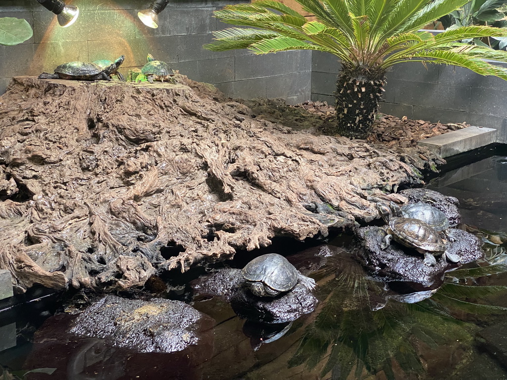 Red-eared Sliders at the lower floor of the Reptielenhuis De Aarde zoo