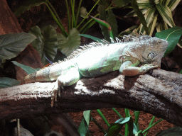 Green Iguana at the lower floor of the Reptielenhuis De Aarde zoo