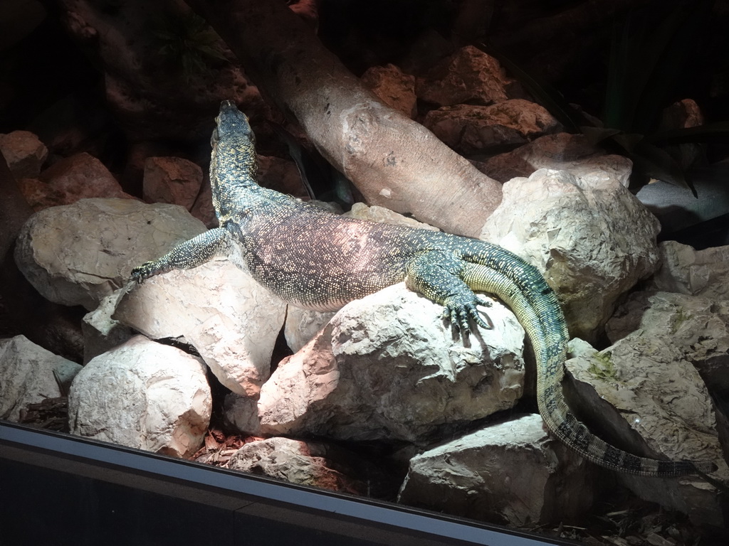 Asian Water Monitor at the upper floor of the Reptielenhuis De Aarde zoo