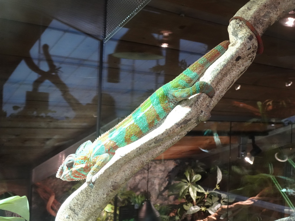 Panther Chameleon at the upper floor of the Reptielenhuis De Aarde zoo