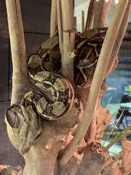 Boa Imperator at the lower floor of the Reptielenhuis De Aarde zoo