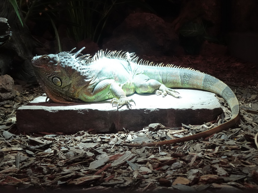 Green Iguana at the lower floor of the Reptielenhuis De Aarde zoo