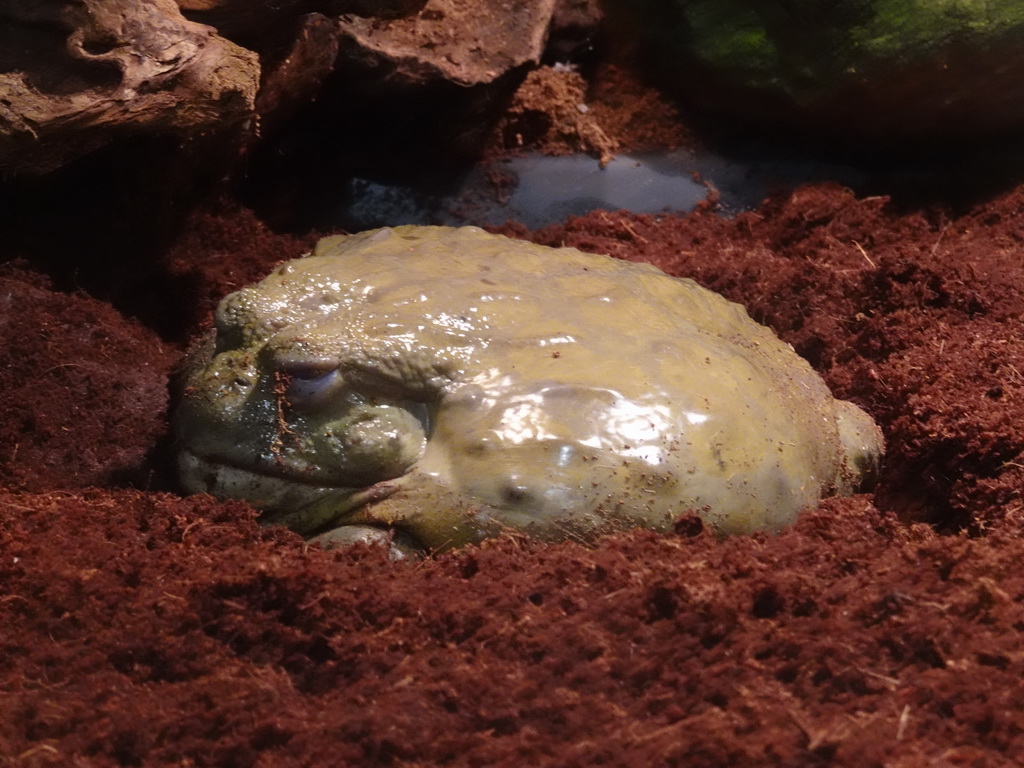 African Bullfrog at the lower floor of the Reptielenhuis De Aarde zoo