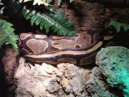 Ball Python at the lower floor of the Reptielenhuis De Aarde zoo