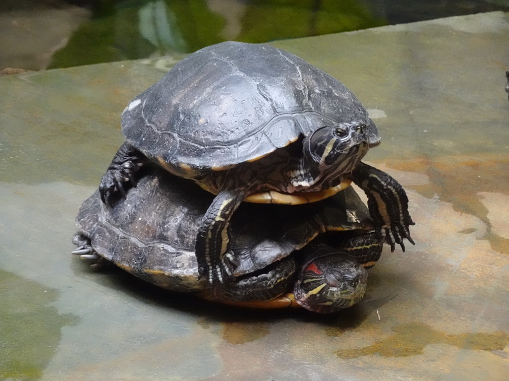 Red-eared Sliders at the lower floor of the Reptielenhuis De Aarde zoo