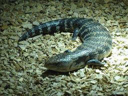 Blue-tongued Skink at the lower floor of the Reptielenhuis De Aarde zoo