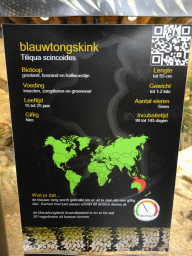 Explanation on the Blue-tongued Skink at the lower floor of the Reptielenhuis De Aarde zoo