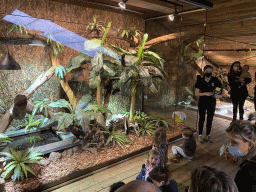 Zookeeper feeding the Asian Water Monitor at the upper floor of the Reptielenhuis De Aarde zoo