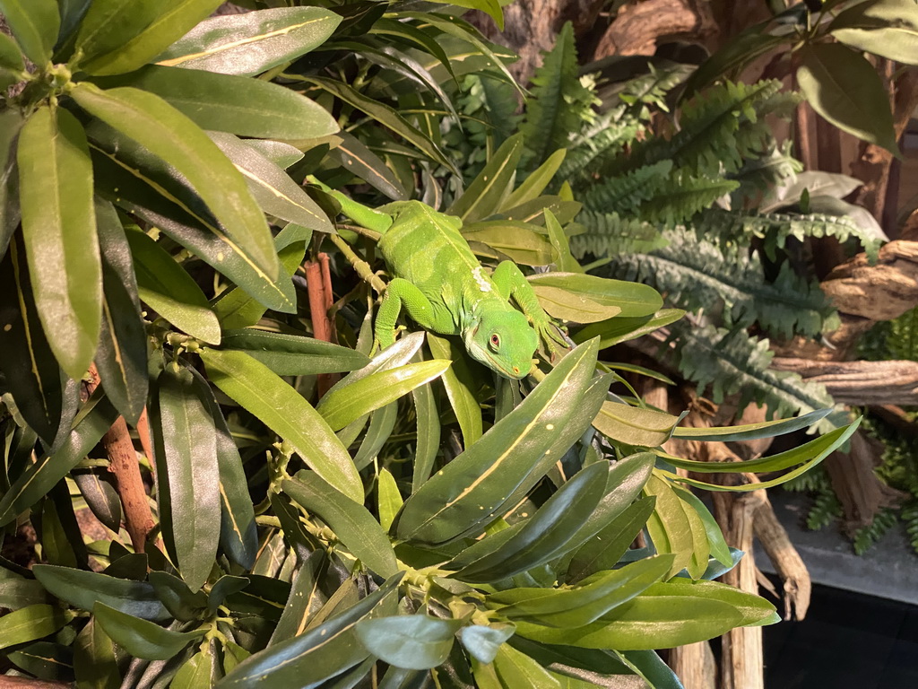 Fiji Banded Iguana at the upper floor of the Reptielenhuis De Aarde zoo