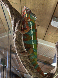 Panther Chameleon at the upper floor of the Reptielenhuis De Aarde zoo