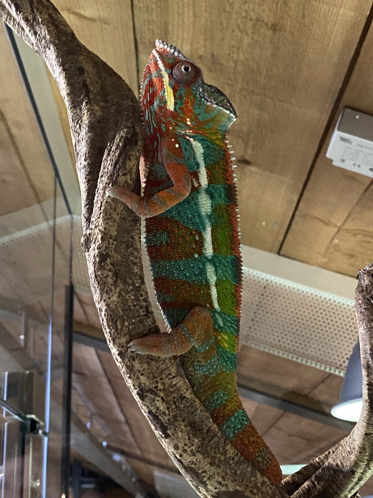 Panther Chameleon at the upper floor of the Reptielenhuis De Aarde zoo