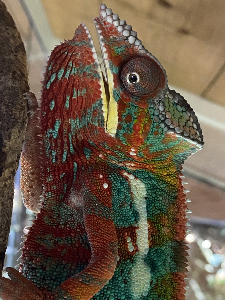 Head of a Panther Chameleon at the upper floor of the Reptielenhuis De Aarde zoo