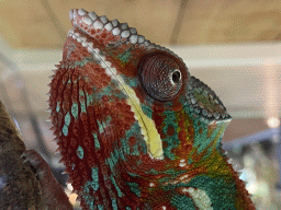 Head of a Panther Chameleon at the upper floor of the Reptielenhuis De Aarde zoo