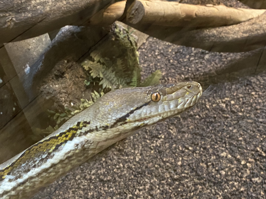 Head of a Reticulated Python at the upper floor of the Reptielenhuis De Aarde zoo