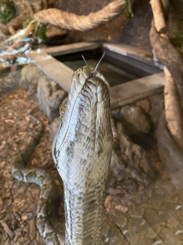 Head of a Reticulated Python at the upper floor of the Reptielenhuis De Aarde zoo