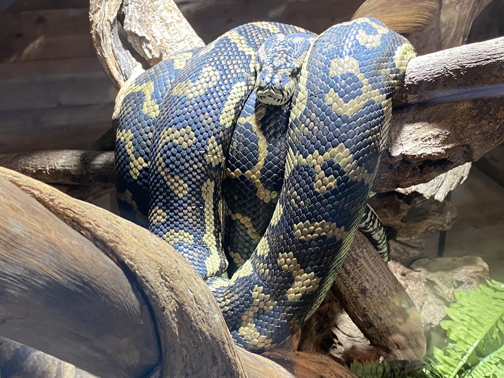 Ball Python at the upper floor of the Reptielenhuis De Aarde zoo