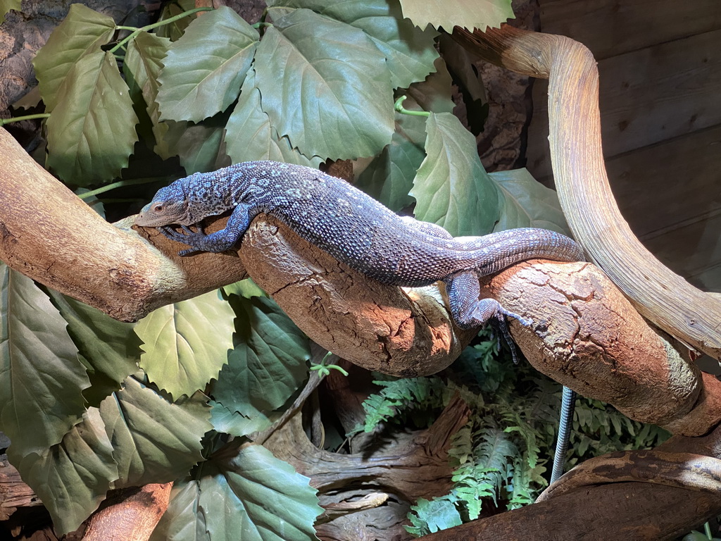 Blue-spotted Tree Monitor at the upper floor of the Reptielenhuis De Aarde zoo