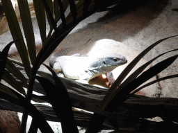 Savannah Monitor at the upper floor of the Reptielenhuis De Aarde zoo