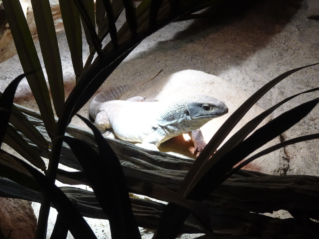 Savannah Monitor at the upper floor of the Reptielenhuis De Aarde zoo