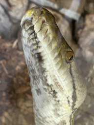 Head of a Reticulated Python at the upper floor of the Reptielenhuis De Aarde zoo