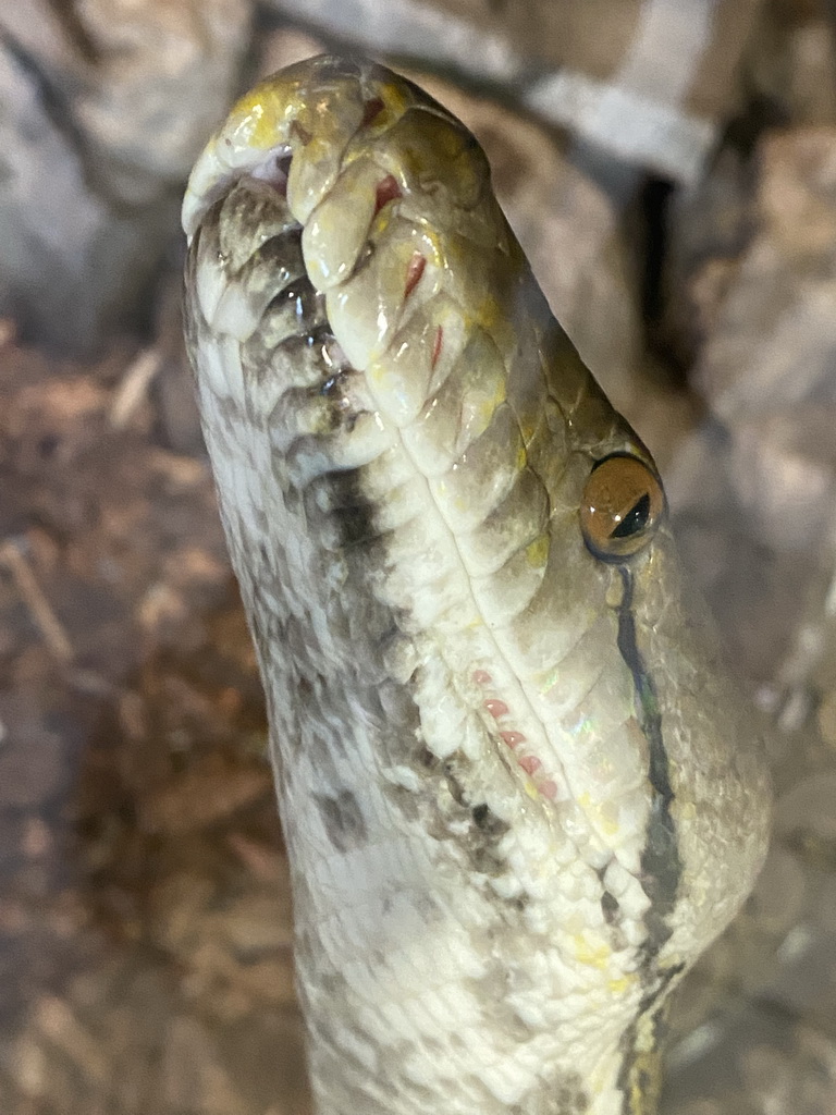 Head of a Reticulated Python at the upper floor of the Reptielenhuis De Aarde zoo