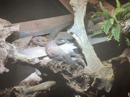 Mertens` Water Monitor at the upper floor of the Reptielenhuis De Aarde zoo