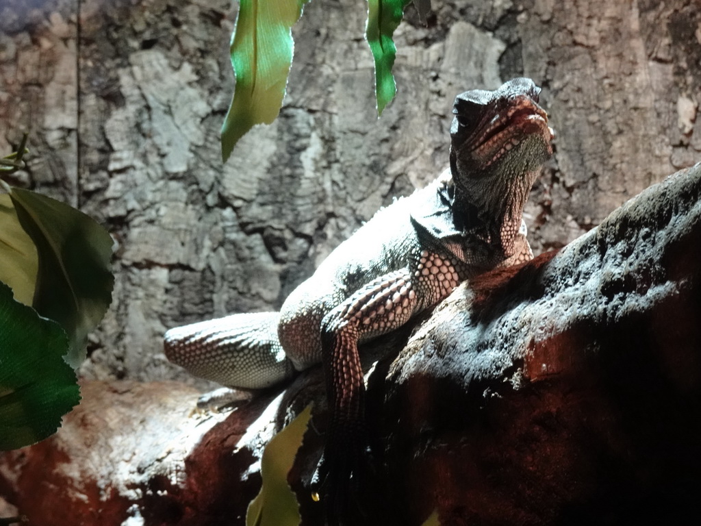 Amboina Sail-finned Lizard at the upper floor of the Reptielenhuis De Aarde zoo