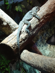 Frilled-neck Lizard at the upper floor of the Reptielenhuis De Aarde zoo