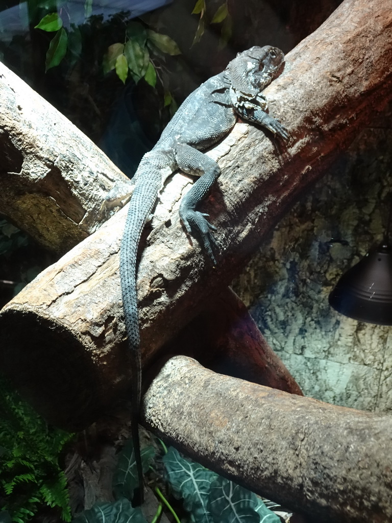 Frilled-neck Lizard at the upper floor of the Reptielenhuis De Aarde zoo