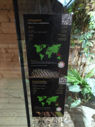 Explanation on the Amboina Sail-finned Lizard and the Frilled-neck Lizard at the upper floor of the Reptielenhuis De Aarde zoo