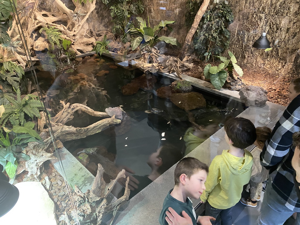 Dwarf Crocodile being fed locusts at the lower floor of the Reptielenhuis De Aarde zoo