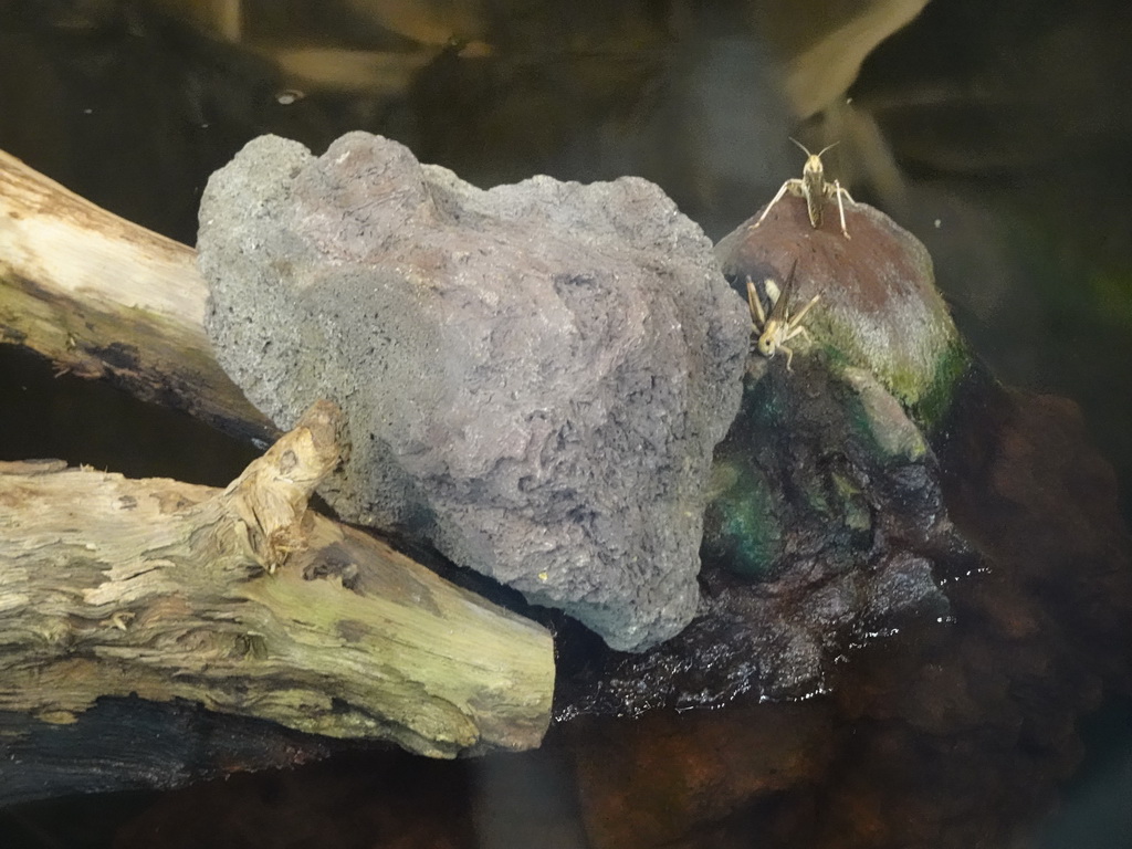 Locusts at the lower floor of the Reptielenhuis De Aarde zoo