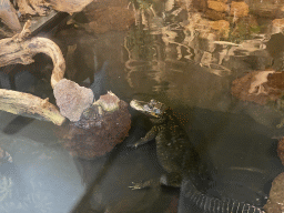 Dwarf Crocodile being fed locusts at the lower floor of the Reptielenhuis De Aarde zoo