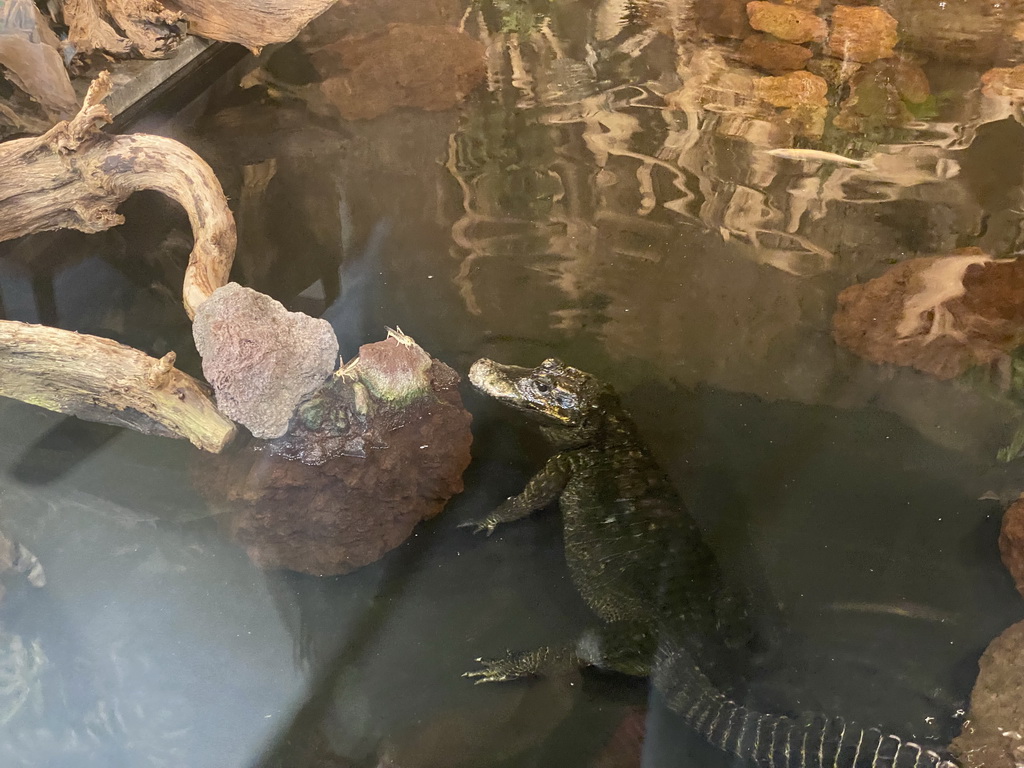 Dwarf Crocodile being fed locusts at the lower floor of the Reptielenhuis De Aarde zoo