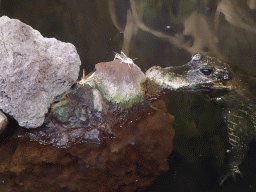 Dwarf Crocodile being fed locusts at the lower floor of the Reptielenhuis De Aarde zoo