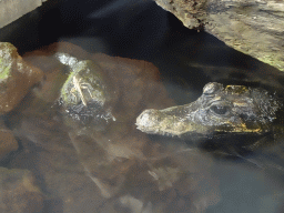 Dwarf Crocodile being fed locusts at the lower floor of the Reptielenhuis De Aarde zoo