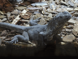 Frilled-neck Lizard at the upper floor of the Reptielenhuis De Aarde zoo
